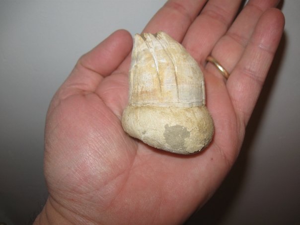 Un bel fardello da trasportare